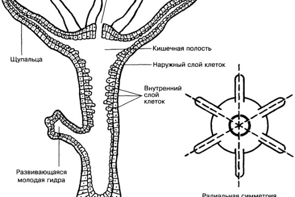 Пиратия кракен